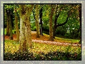 Jesienny, Park, Drzewa