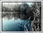 Park, Zima, Jezioro, Drzewa