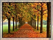 Park, Jesień, Drzewa, Kasztany, Liście
