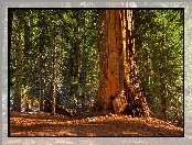 Sekwoja, Las, Park Narodowy Kings Canyon, Stany Zjednoczone, Drzewa, Stan Kalifornia