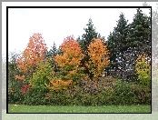 Park, Jesienne, Drzewa, Kolorowe, Liście