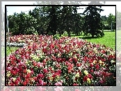 Park, Paszcze, Kolorowe, Lwie
