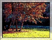 Kolorowy, Park, Drzewa