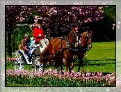 Park, Tulipany, Konie, Bryczka