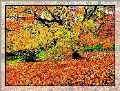 Park, Liście, Leżące, Krzew, Drzewo