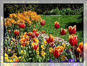Park, Tulipany, Kolorowe, Kwiaty, Trawnik