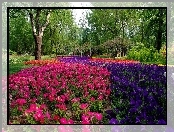 Park, Kwiaty