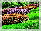 Park, Różaneczniki, Azalie japońskie