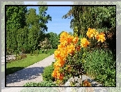 Park, Kwiaty, Latem, Pomarańczowe
