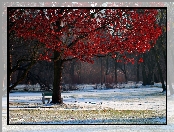 Park, Drzewo, Czerwone, Liście, Zima