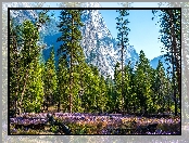 Park Narodowy Yosemite, Kalifornia, Góry, Stany Zjednoczone, Kwiaty, Łubin, Drzewa