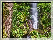 Park Narodowy Great Smoky Mountains, Stany Zjednoczone, Skały, Wodospad Mouse Creek Falls, Roślinność, Stan Tennessee, Drzewa, Omszałe, Las