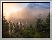 Park Narodowy Mount Rainier, Góra, Stany Zjednoczone, Miądrzyga, Stan Waszyngton, Mgła, Rośliny, Stratowulkan Mount Rainier, Drzewa, Przebijające światło