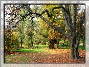 Park, Jesień, Drzewa, Opadłe, Liście