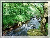Rzeka, Park, Kamienie