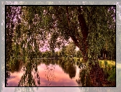 Park, Staw, Zachód Słońca, Drzewa