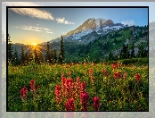 Park Narodowy Mount Rainier, Stratowulkan Mount Rainier, Kwiaty, Drzewa, Stany Zjednoczone, Góry, Stan Waszyngton, Łąka, Promienie słońca