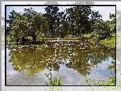 Park, Płacząca, Staw, Wierzba