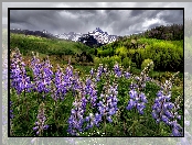 Łubin, Stan Waszyngton, Park Narodowy Mount Rainier, Stany Zjednoczone, Tatoosh Range, Łąka, Góry