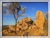 Skały, Kalifornia, Stany Zjednoczone, Jukka krótkolistna, Park Narodowy Joshua Tree, Drzewo Jozuego