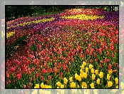 Park, Kwiaty, Kolorowe, Tulipany, Drzewa
