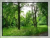 Park, Wierzby