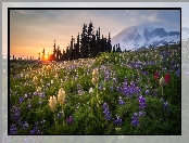 Park Narodowy Mount Rainier, Stany, Kwiaty, Stratowulkan Mount Rainier, Góry, Zjednoczone, Drzewa, Łąka, Wschód słońca