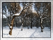 Zima, Park, Drzewa