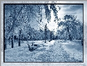 Ławki, Zima, Śnieg, Park, Drzewa