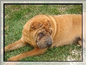 Shar Pei, Łąka