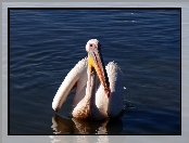 Pelikan, Jezioro