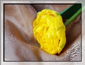 Tulipan, Pełny, Żółty
