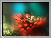 Perliczka, Czerwone, Piórko, Makro, Bokeh