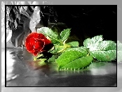 Piękna, Kontrast, Czerwona, Róża