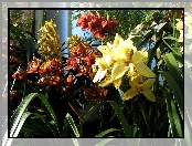 Piękne, Orchidee