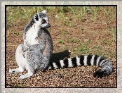 Lemur, Piękny, Ogon