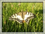 Piękny, Motyl, Paź Królowej