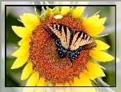 Słonecznik, Motyl, Paź królowej