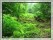 Piękny, Roślinność, Zielony, Las