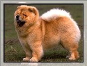 Pies, Chow chow