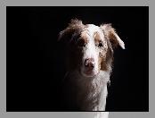 Owczarek australijski-australian shepherd