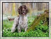 Pies, Mech, Springer spaniel angielski, Trawa