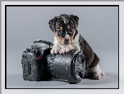 Pies, Szczeniak, Aparat fotograficzny