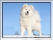 Biały, Pies, Akita