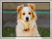 Pies, Beżowy, Border Collie