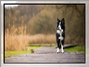 Pies, Kładka, Biało-czarny, Border collie