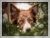 Pies, Kwiaty, Mordka, Border collie