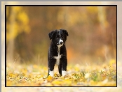 Pies, Szczeniak, Border collie