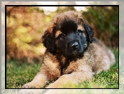 Brązowy, Pies, Leonberger