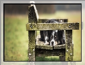 Pies, Border collie, Ławka